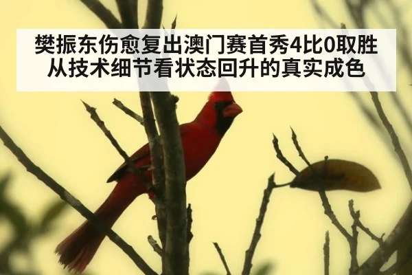 樊振东伤愈复出澳门赛首秀4比0取胜 从技术细节看状态回升的真实成色